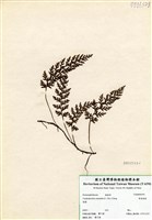 藏品(華東瓶蕨)的圖片